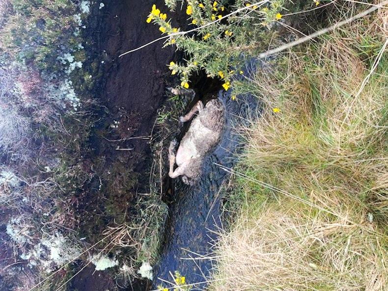 Sheep and calf carcases dumped in Co Galway