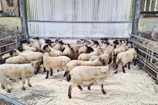 Sheep Management: faecal egg counts and the National Sheep Welfare Scheme