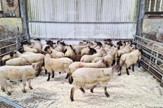 Sheep Management: faecal egg counts and the National Sheep Welfare Scheme