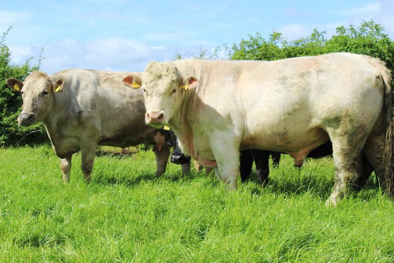 Beef Management: nitrate poisoning, breeding and summer scour