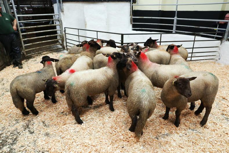 Sheep mart prices: mart prices move ahead of factory returns