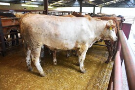 NI cattle take another price hit