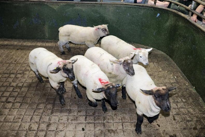 Boost as hoggets fly to Africa