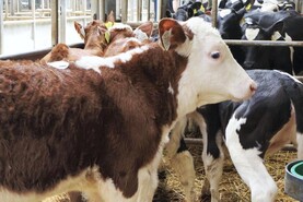 Camera at the Mart: demand from home and abroad for heavy calves in Bandon