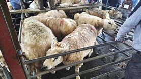 Camera at the Mart: cull ewes sell to €328 in Mountbellew Mart