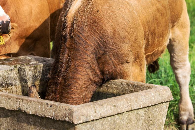 Top tips for managing beef cattle in hot weather
