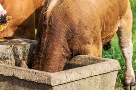 Top tips for managing beef cattle in hot weather
