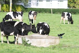 Dairy Management: heat stress and dropping milk fat percentages