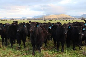 Carving up global beef production – the north-south divide