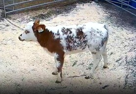 Six-week old Belgian Blue-cross calf sells for €1,180 in Portumna Mart