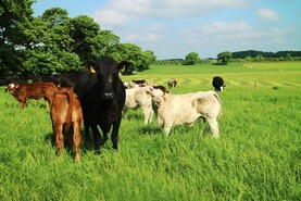 Bovine birth registrations still trending above 2025 levels