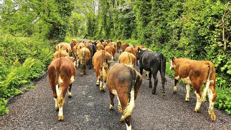Farmer Writes: raising the breeding bar