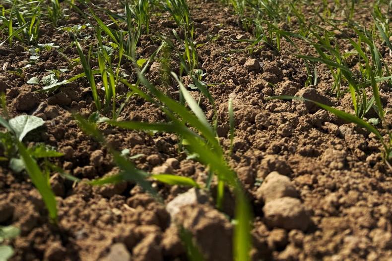 Sun and heat drive crop growth