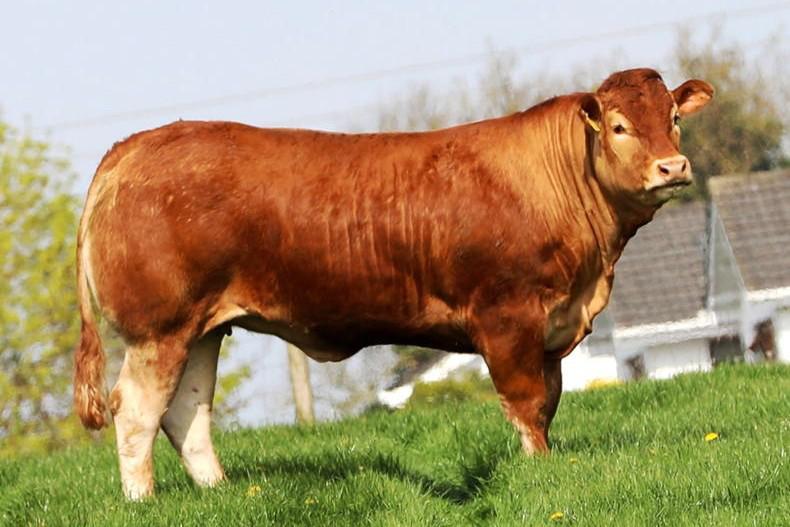 Mouth-watering lots on offer in Baileys Red Ladies Sale