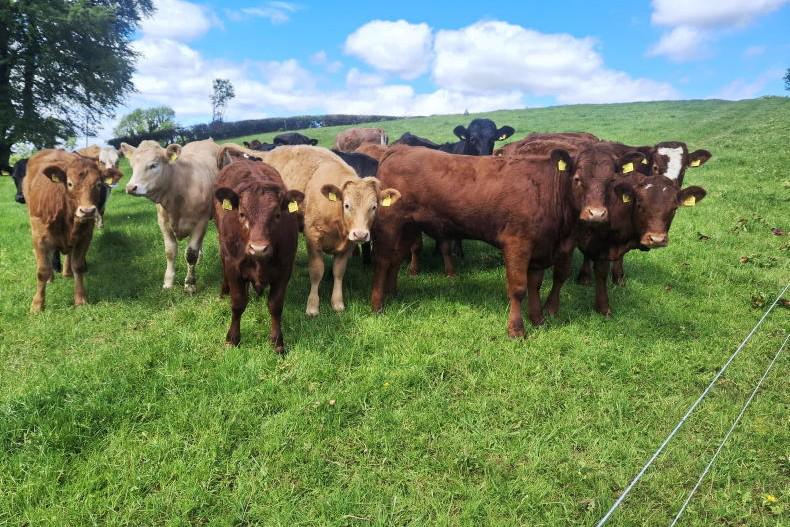 Bulling heifers are slow to come into heat