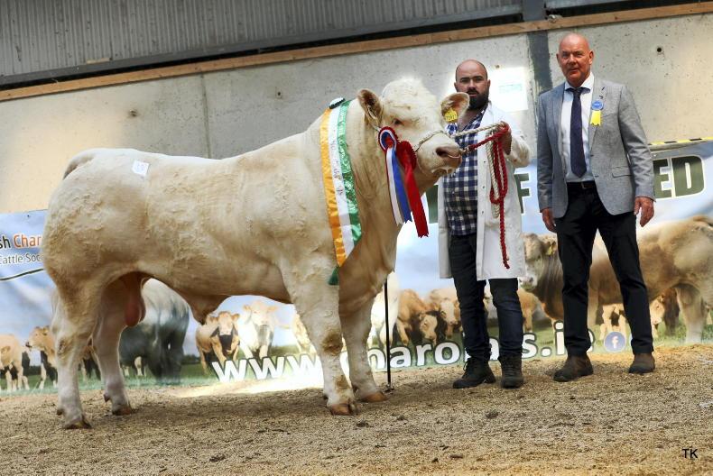 Cavan-bred Charolais bull sells for €11,600