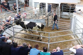 Camera at the Mart: dry cow demand remains firm in Bandon