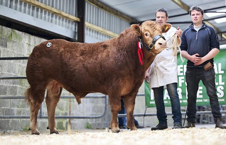 Demand for Limousin bulls surges