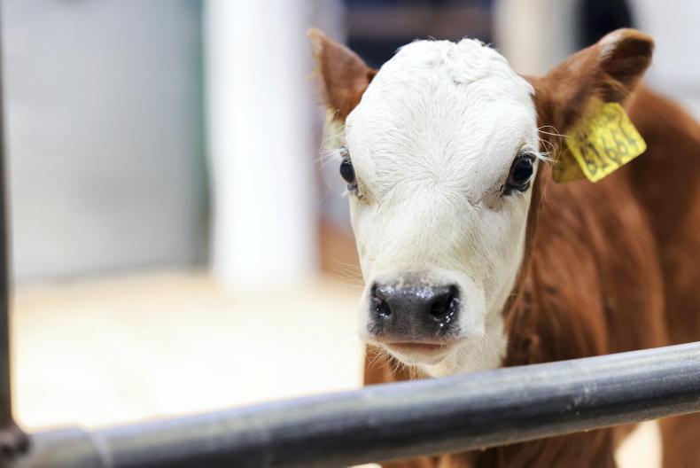 Polish market loss due to bluetongue hits the calf trade