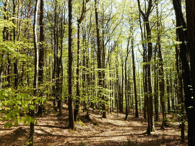 Forestry payments to farmers collapse by €7.3m on 2023