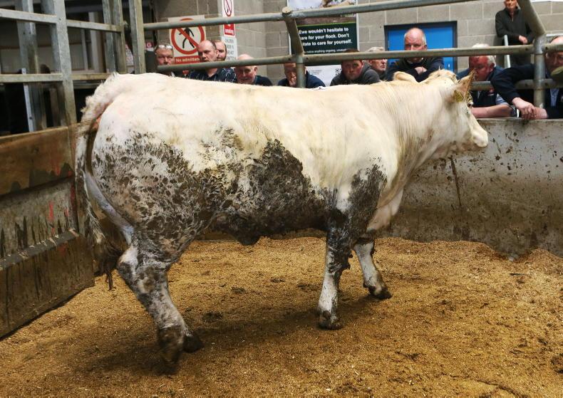 Steady trade for cattle at Markethill Mart