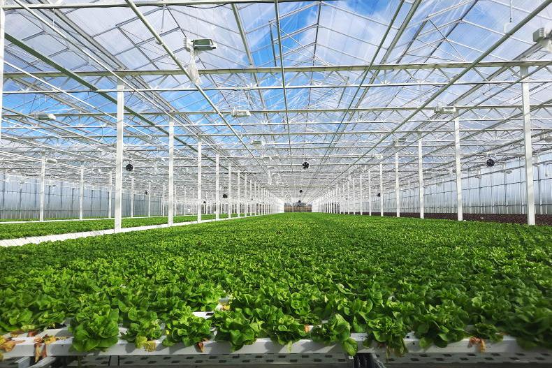 Cost of producing fruit and vegetables in Ireland rises by almost 4%