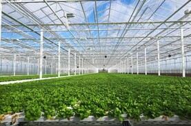Cost of producing fruit and vegetables in Ireland rises by almost 4%