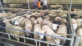 Sheep mart prices: big pressure on lamb mart prices