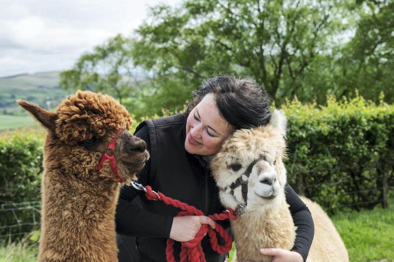 Alpaca your worries away in the Sperrins    