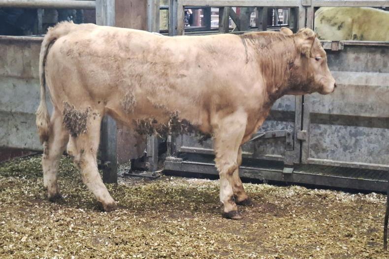 MartBids Database: bulls take heavy price cuts 