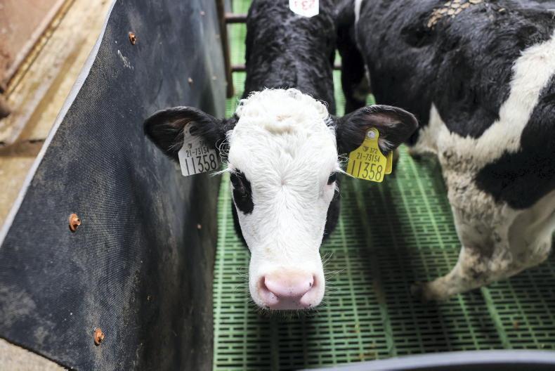 Calf price update: prices stable as numbers taper off