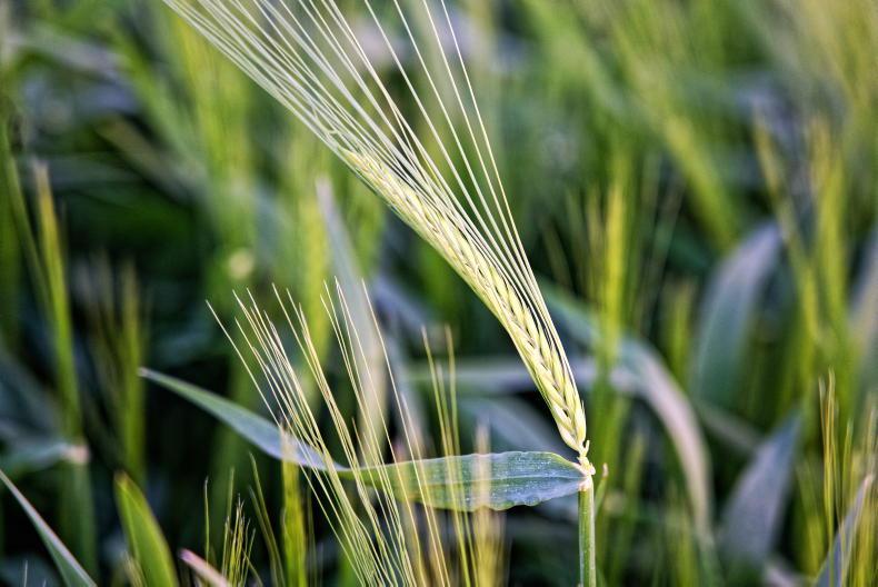 Tillage Management: sunshine and good crops