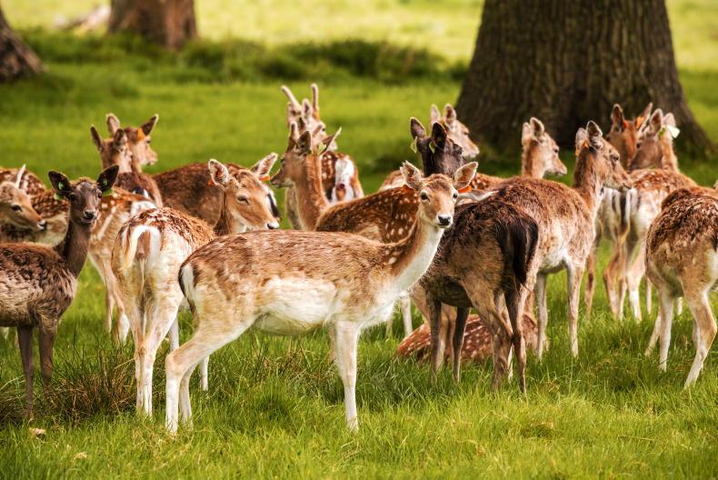 Roadkill and stag parties feature in lively deer debate