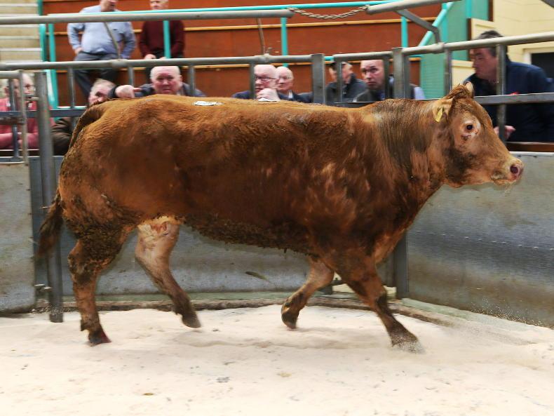 Plethora of charges at slaughter in NI