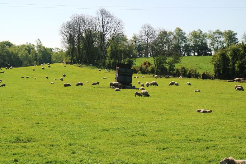Sheep Management: grassland management, blowfly and shearing paperwork