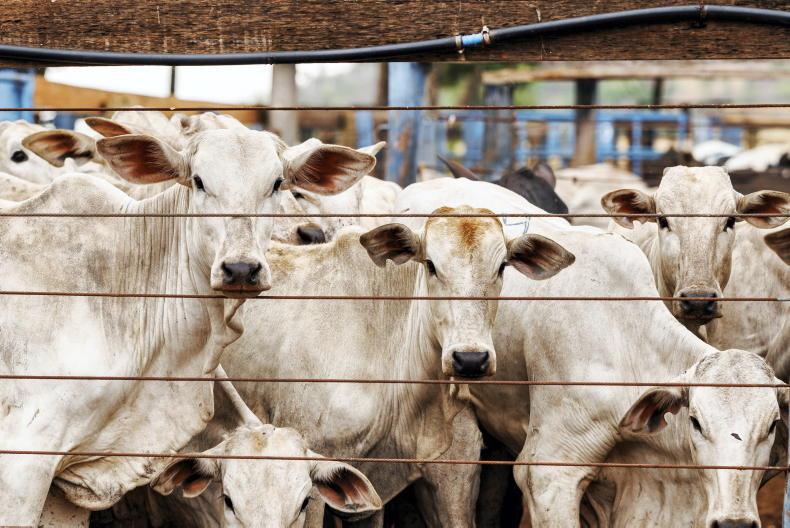 Potential ban on Brazilian beef a 'clear shot' – Heydon