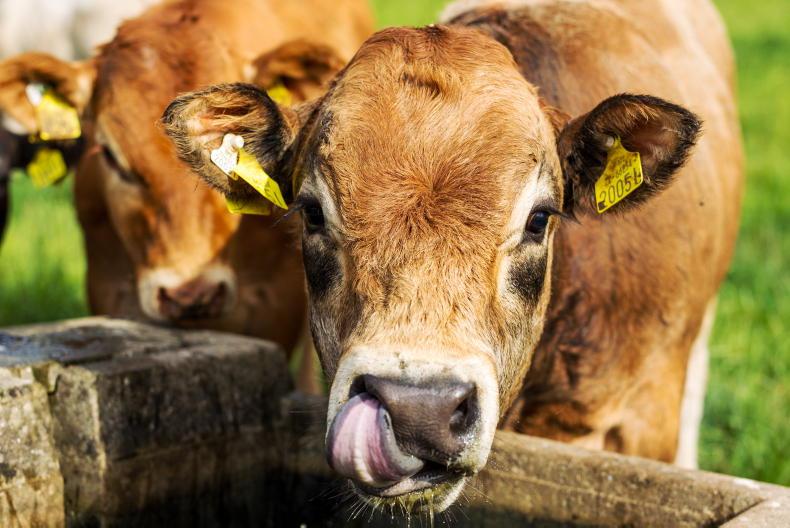 Beef Management: fertilising for second cut, mowing out surplus and heat stress
