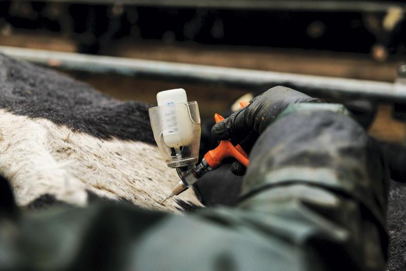 New bluetongue case found in Tipperary