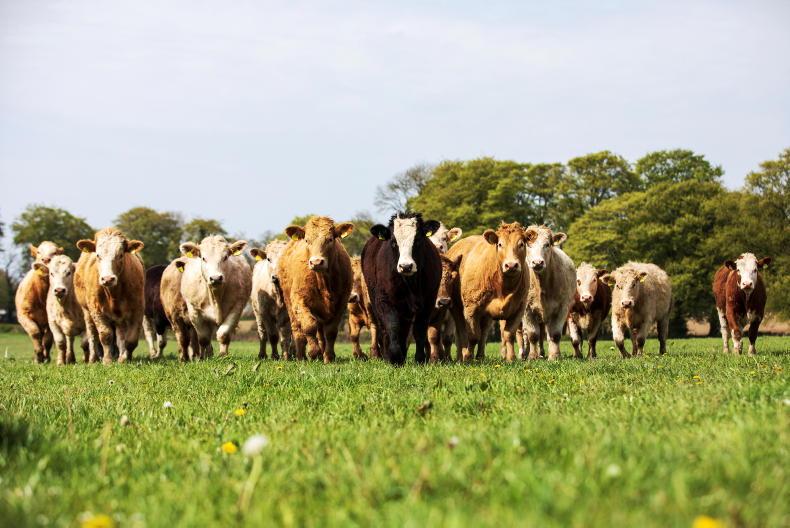 Factories' beef cold stores are full amid weak UK demand, MII says