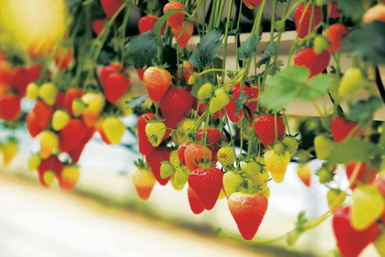 Fuel support scheme for specialist horticulture announced