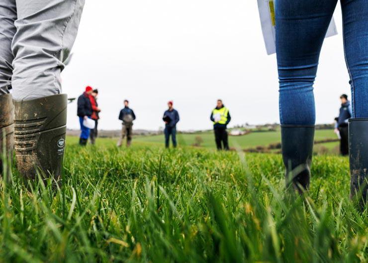 Dairy management: dealing with stemmy grass