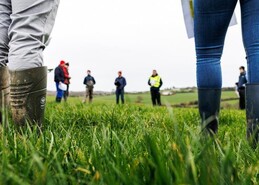 Dairy management: dealing with stemmy grass