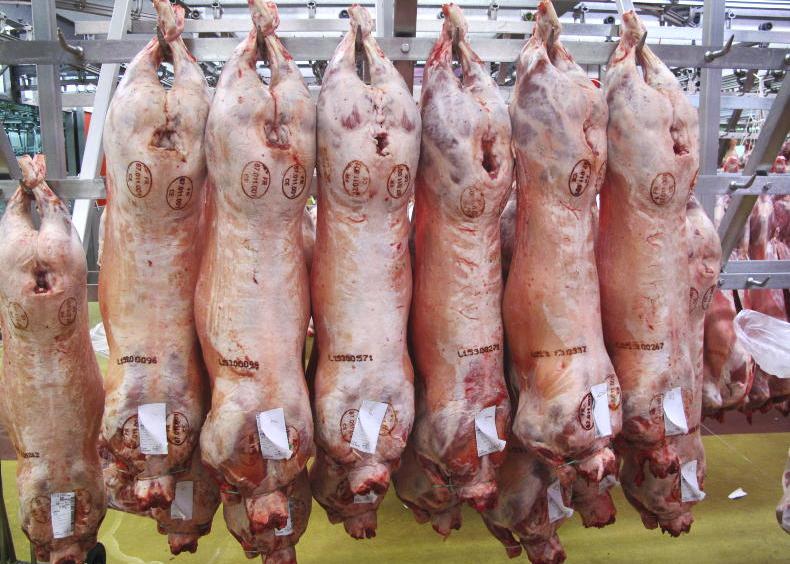 Sheep price update: base lamb quotes at €9.50/kg