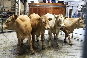 Camera at the Mart: beef cattle feeling the pressure in Kilkenny