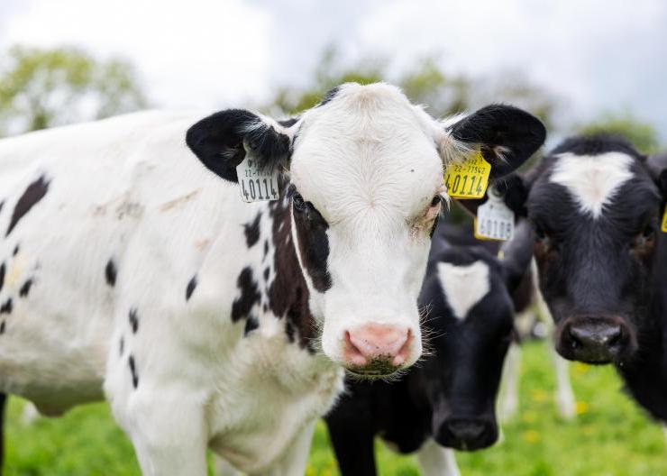 Food and agtech firms among finalists in National Enterprise Awards