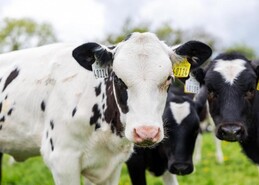 Food and agtech firms among finalists in National Enterprise Awards