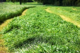 The Grass Week: controlling cover is name of the game
