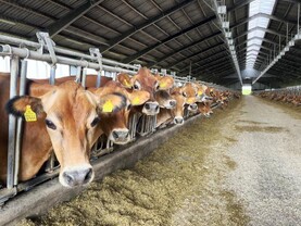 Denmark to tax livestock emissions