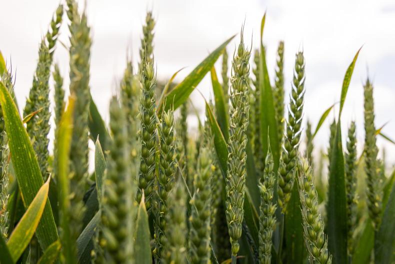 Sunshine pushes crops through the stages