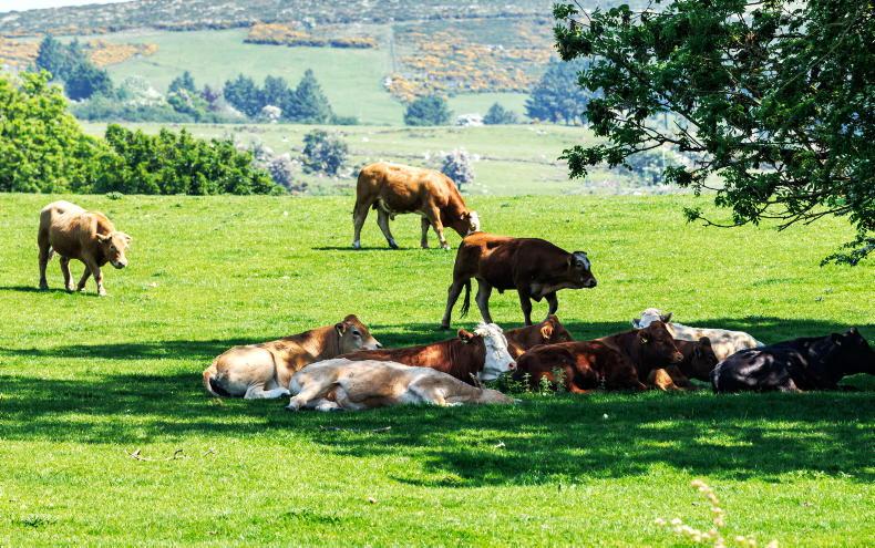 Watch: this week in pictures as hot weather hits farms nationwide